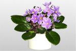 africanviolet04