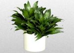 dracaena_janet_craig