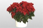 poinsettia_1_lg